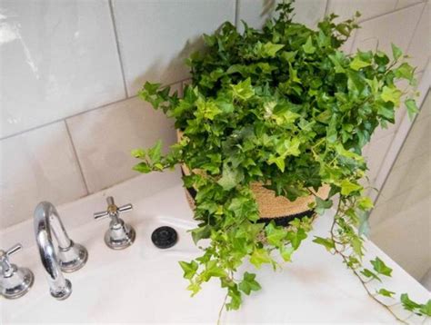 八字命盤 五行 浴室適合放什麼植物